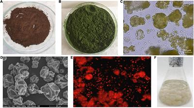 Experimental Treatment of Hazardous Ash Waste by Microbial Consortium Aspergillus niger and Chlorella sp.: Decrease of the Ni Content and Identification of Adsorption Sites by Fourier-Transform Infrared Spectroscopy